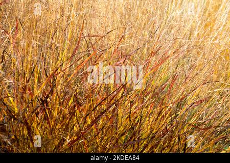 Herbst, Garten, Gras, Panic Gras, Panicum virgatum „Kurt Bluemel“, Schaltgras, Panicum, Switch Grass, Gras Stockfoto