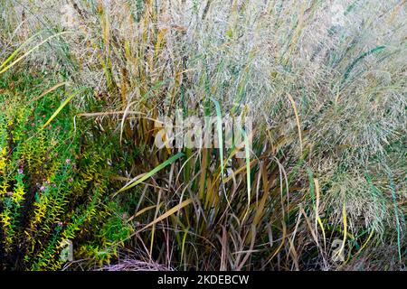 Krautig, Hardy, Mehrjährig, Pflanze, Panikgras, Switch Grass, Panicum virgatum, Gewitterwolke, Switchgrass, Garten, Sorte Stockfoto