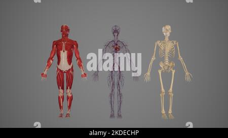 Anteriore Ansicht des Skeletal-, Muskel- und Kreislaufsystems Stockfoto