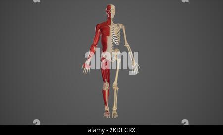 Anatomie des menschlichen Körpers von Skelett- und Muskelsystemen Stockfoto