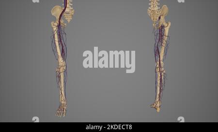 Untere Gliedmaßen mit Blutgefäßen, anteriore und posteriore Ansicht Stockfoto