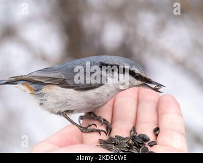 Der eurasische Kleiber frisst Samen aus der Hand eines Mannes. Hungriger Vogelholzknütchsel, der im Winter oder Herbst Samen aus der Hand frisst. Tierpflege in Stockfoto