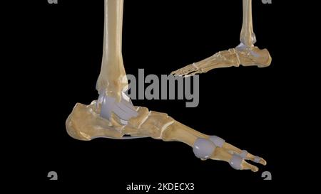 Mediale und laterale Ansicht des Knöchelgelenks Stockfoto