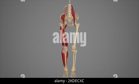 Anatomische Darstellung des Nervus femoralis Stockfoto