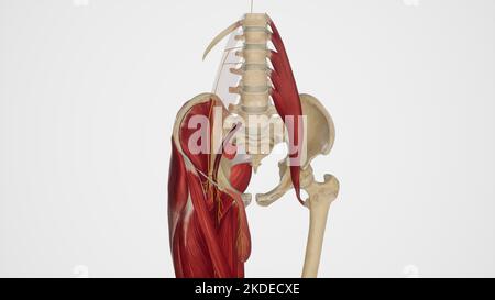 Anatomische Darstellung des Nervus genitofemoralis Stockfoto