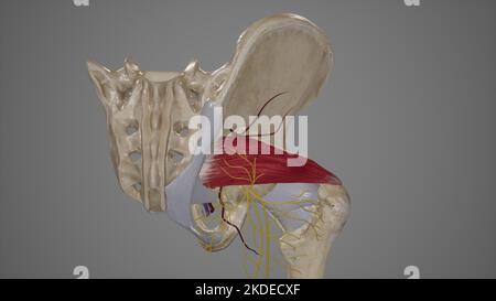 Anatomie des Foramen cciatius groesser Ischias Stockfoto