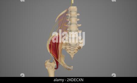 Anatomische Darstellung des Lumbalplexus Stockfoto