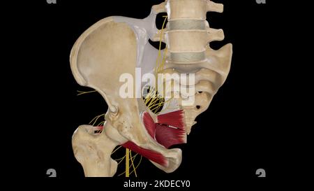Anatomische Darstellung des sakralen Plexus Stockfoto