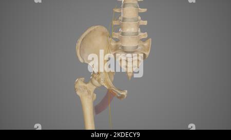 Anatomie des Nervus Obturator des Zubehörs Stockfoto