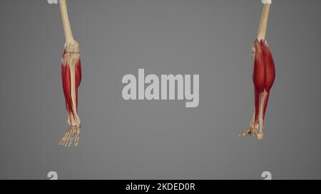 Anteriore und posteriore Ansicht der unteren Beinmuskulatur Stockfoto