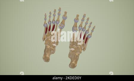 Medizinisch Illustration der dorsalen interossären Muskeln Stockfoto