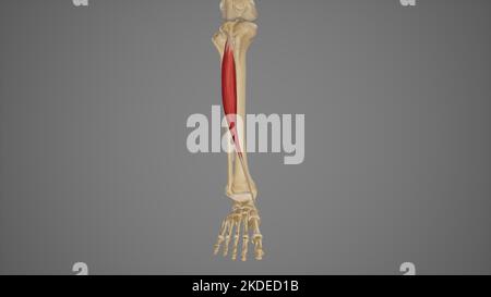 Medizinische Illustration von Tibialis Anterior Stockfoto