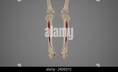 Medizinische Illustration von Tibialis Posterior Stockfoto