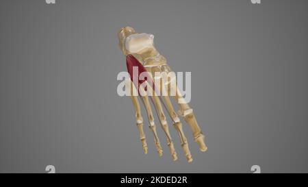 Medizinische Illustration von extensor digitorum Brevis Stockfoto