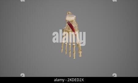 Medizinische Illustration von extensor hallucis Brevis Stockfoto