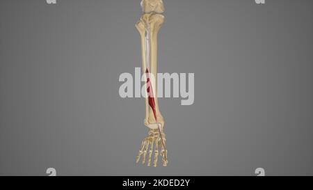 Medizinische Illustration von extensor hallucis Longus Stockfoto