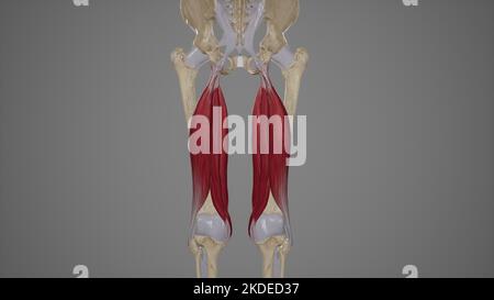 Medizinische genaue Darstellung der Muskeln der Oberschenkelmuskulatur Stockfoto