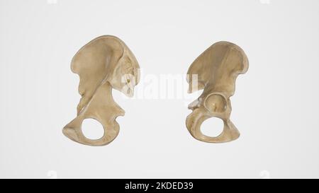 Mediale und laterale Ansicht des Hüftknochens Stockfoto
