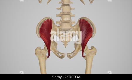 Medizinische Illustration des Muskels des Iliacus Stockfoto