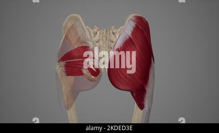 Muskeln der Gesäßregion Stockfoto