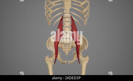 Medizinische Illustration des Hauptmuskels von Psoas Stockfoto