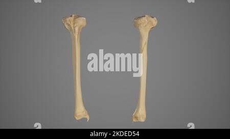 Anteriore und posteriore Ansicht der Tibia Stockfoto