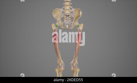 Medizinische Illustration des Muskels Vastus intermedius Stockfoto