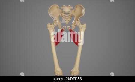 Medizinische genaue Darstellung von Adductor Brevis Stockfoto