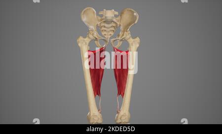 Medizinische Akurate Illustration von Adductor Minimus Stockfoto