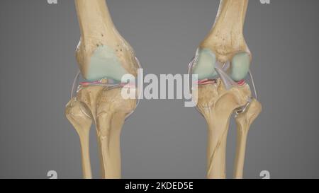 Anteriore und posteriore Ansicht des Kniegelenks mit entfernter Patella Stockfoto