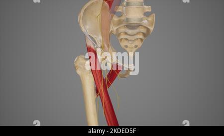 Zweige der Anterior Division des Nervus femoralis Stockfoto