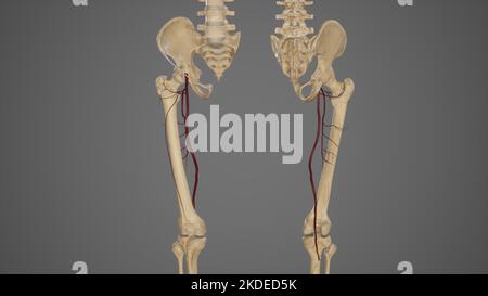 Anteriore und posteriore Ansicht der Arterie Profunda femoris und ihrer Äste Stockfoto