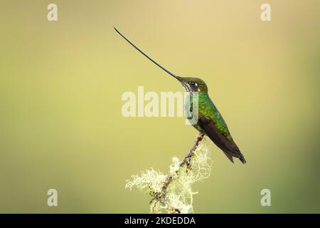 Schwert-billed Kolibri Stockfoto