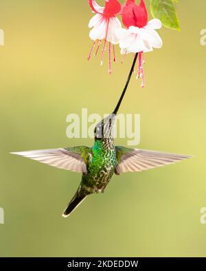 Schwert-billed Kolibri Stockfoto