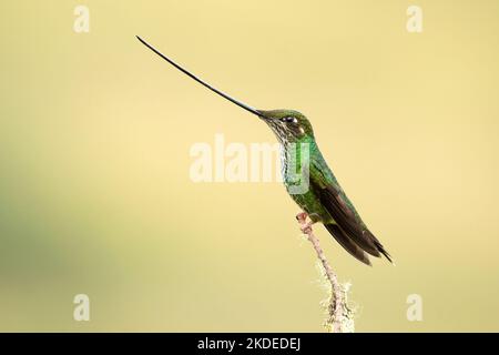 Schwert-billed Kolibri Stockfoto