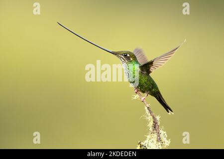 Schwert-billed Kolibri Stockfoto