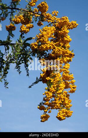 Firethorn, Pyramicantha coccinea 'Orange Glow' Pyramicantha Orange Glow Stockfoto