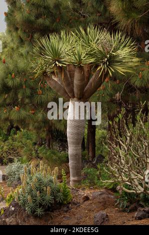 Botanische Gärten von Jardín Canario auf Gran Canaria Stockfoto