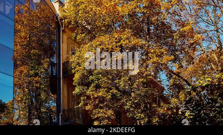 Die Krone aus Bäumen mit vergilbtem Laub spiegelt sich in der Glaswand des Gebäudes wider. Ein Wohnhaus ist im Hintergrund im b zu sehen Stockfoto