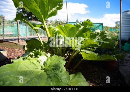 Rhabarberpflanze, die auf einem Gemüsegrundstück auf einer Zuteilung wächst. Entwickeln Sie Ihr eigenes Konzept Stockfoto
