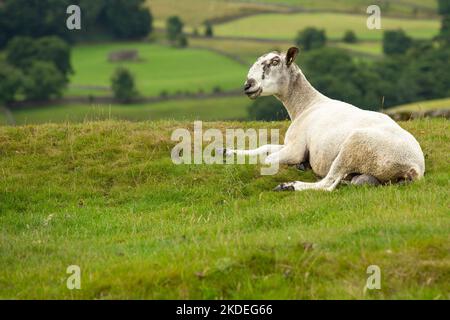 Nahaufnahme eines schönen Blue Faced Leicester Widders im Sommer, der sich auf einer grünen Weide befindet und nach links zeigt. Yorkshire Dales, Großbritannien. Horizontal. Platz für Stockfoto