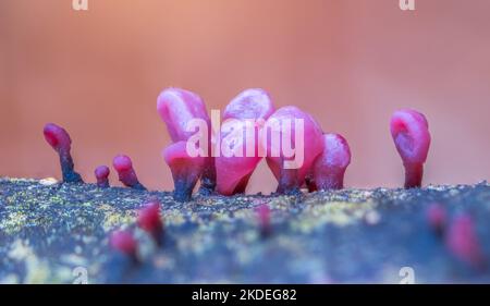 Purpurrote Qualle, Ascocoryne-Sarkoide, violetter Farbpilz Stockfoto