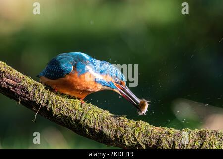 Kingfisher Bird (Alcedo atthis) mit einem Fisch im Schnabel, England, Großbritannien Stockfoto