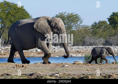 Afrikanische Buschelefanten (Loxodonta africana), Mutter mit Elefantenbaby beim Spaziergang entlang des Wasserlochs, Etosha National Park, Namibia, Afrika Stockfoto