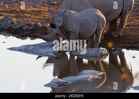 Schwarze Nashörner (Diceros bicornis), Mutter und Kalb, die sich im Wasser spiegeln, am Wasserloch trinken, Abendlicht, Etosha National Park, Namibia, Stockfoto