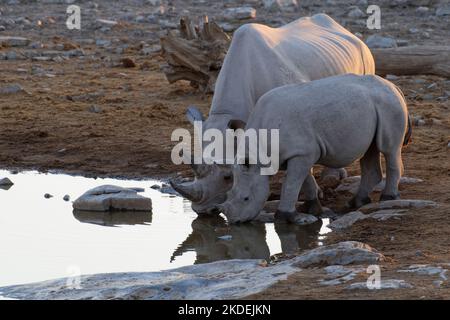 Schwarze Nashörner (Diceros bicornis), Mutter und Kalb, die sich im Wasser spiegeln, am Wasserloch trinken, Abendlicht, Etosha National Park, Namibia, Stockfoto