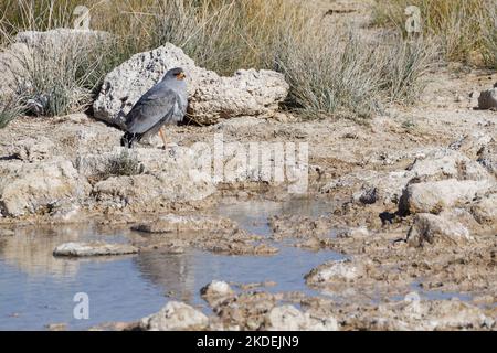 Blasse chantende Habicht (Melierax canorus), erwachsener Vogel, auf einem Stein am Wasserloch thront, beobachten, Etosha Nationalpark, Namibia, Afrika Stockfoto