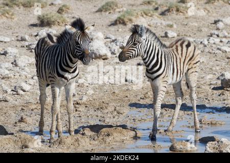 Burchells Zebras (Equus quagga burchellii), zwei Zebrafohlen, die am Wasserloch im Etosha National Park, Namibia, Afrika, stehen Stockfoto