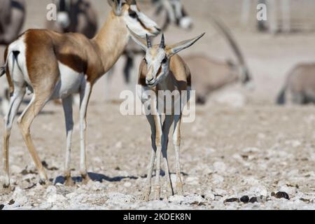 Springboks (Antidorcas marsupialis), erwachsenes Männchen mit Jungtieren am Wasserloch, Etosha National Park, Namibia, Afrika Stockfoto