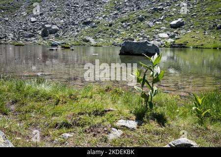 Kleiner alpiner See in den Cottischen alpen im Piemont in Italien. Stockfoto
